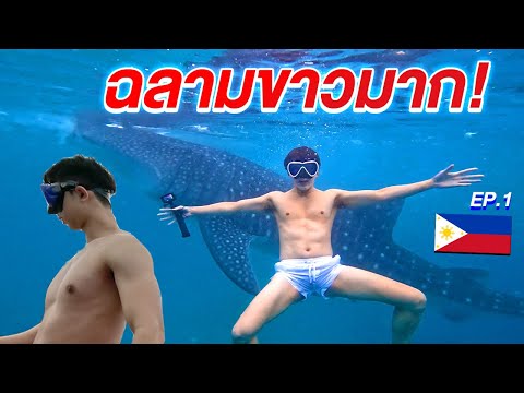 ฉลามขาวมาก! ดำน้ำกับฉลามวาฬฟิลิปปินส์ รู้สึกผิดหวัง... 🇵🇭 | Cebu  Ep.1