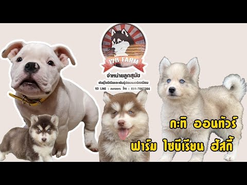 กะทิออนทัวร์ พาชม ฟาร์มไซบีเรียนฮัสกี้ 178 Farm