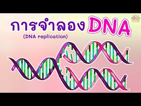 การจำลอง DNA (DNA replication)