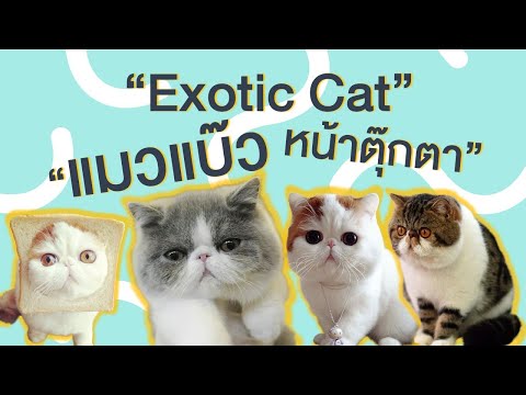 EP5 : Exotic Cat