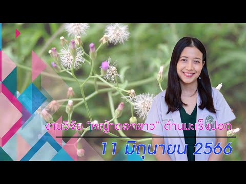 ชีวิตชีวา 11 มิถุนายน 2566 : “หญ้าดอกขาว” ต้านมะเร็งปอด