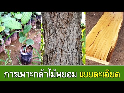 คำภีร์เกษตร : เรื่อง การเพาะกล้าไม้พะยอม