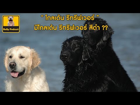 โกลเด้น รีทรีฟเวอร์ สีดำ มีด้วยเหรอ ?? The Cutedog’s Podcast EP 13