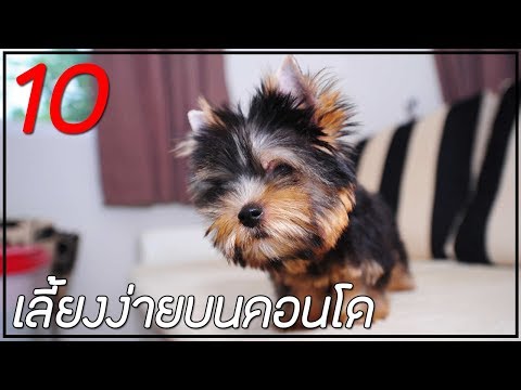 10 สายพันธุ์ สุนัขเลี้ยงง่ายในคอนโด !!