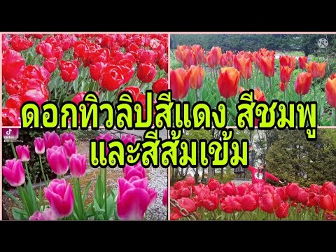 ความหมายและประวัติดอกทิวลิป