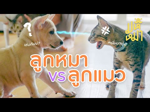 เมื่อลูกหมาเจอลูกแมวครั้งแรก - มหึหมา EP125