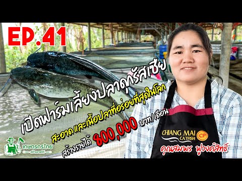 เกษตรกรไทย สร้างรายได้ l Ep41 ตอน ฟาร์มปลาดุกรัสเซียเลี้ยงส่งห้างสรรพสินค้า รายได้ 800,000 บาท/เดือน