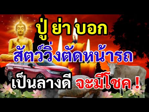 โชคดีหรือโชคร้าย! สัตว์วิ่งตัดหน้ารถ ตามความเชื่อโบราณ