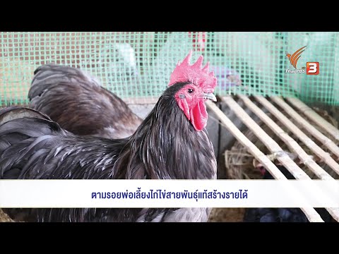 ตามรอยพ่อ เลี้ยงไก่ไข่สายพันธุ์แท้สร้างรายได้ : แสงจากพ่อ สู่ความยั่งยืน (27 พ.ย. 63)