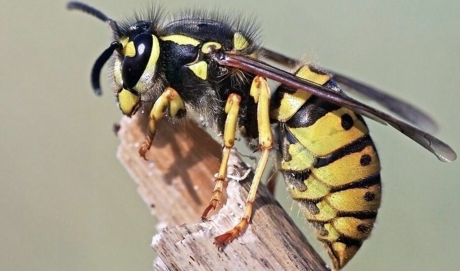 What To Do If You'Re Attacked By A Swarm Of Wasps - Bbc News