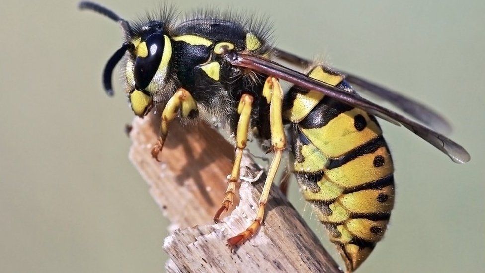 What To Do If You'Re Attacked By A Swarm Of Wasps - Bbc News