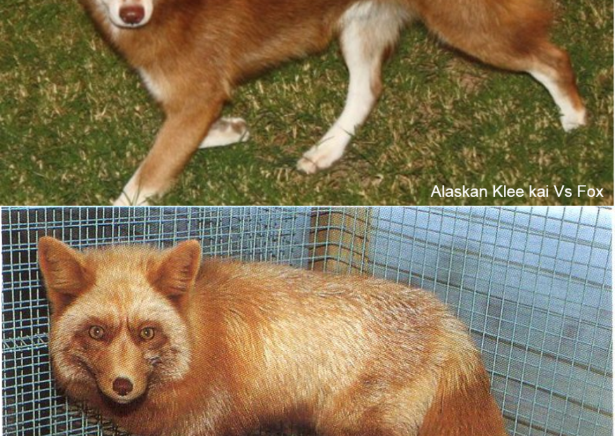 15 Dogs That Look Like A Fox - Pethelpful