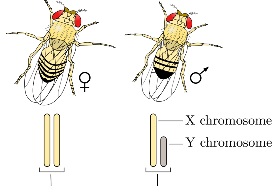 Xy Sex-Determination System - Wikipedia