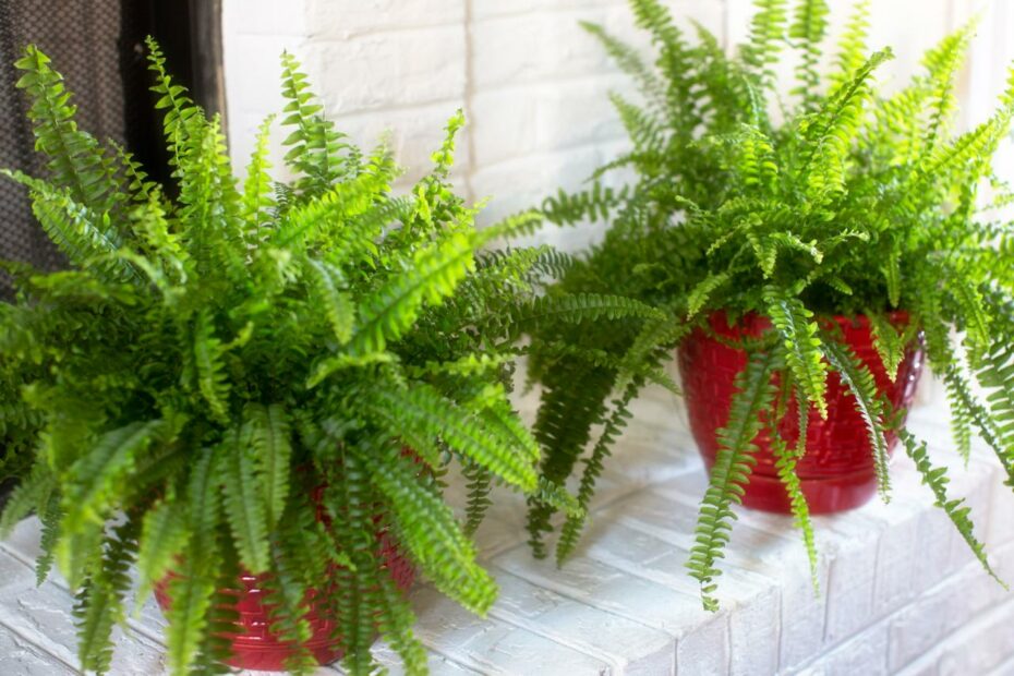 The Best Ferns To Grow Indoors | Hgtv