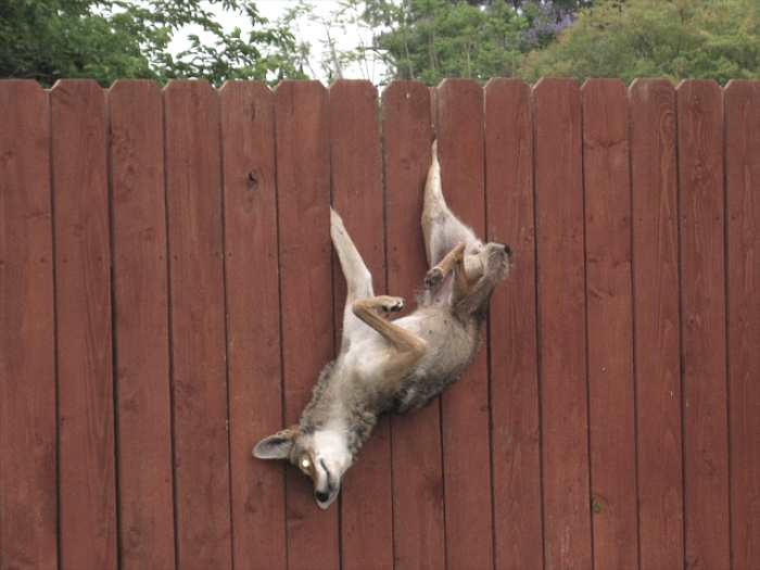 Jumps A Fence | Coyote Yipps