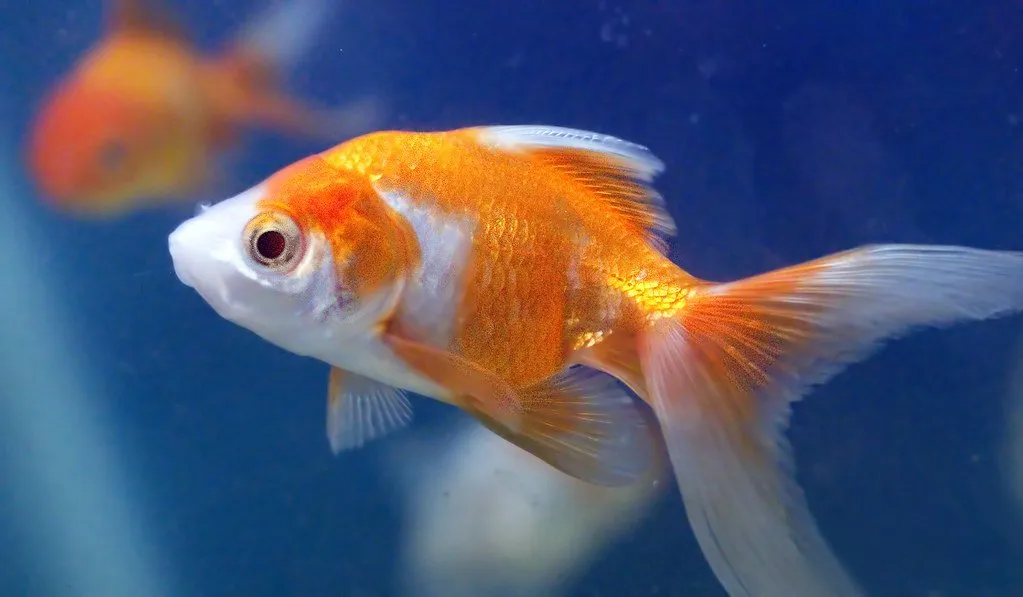 Can Goldfish Live Alone? (And Do Goldfish Get Lonely?) - Betta Care Fish  Guide