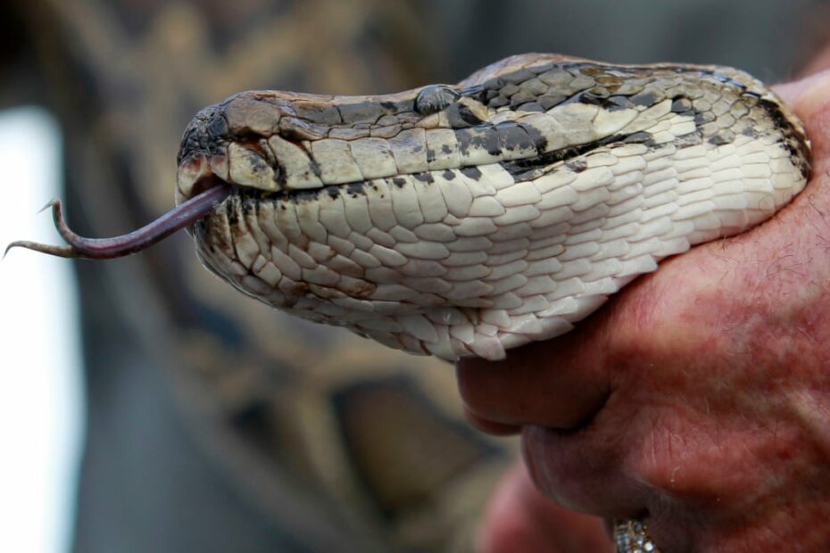 Super-Snake: Hybrid Pythons Could Pose New Threat To Florida Everglades |  Florida | The Guardian