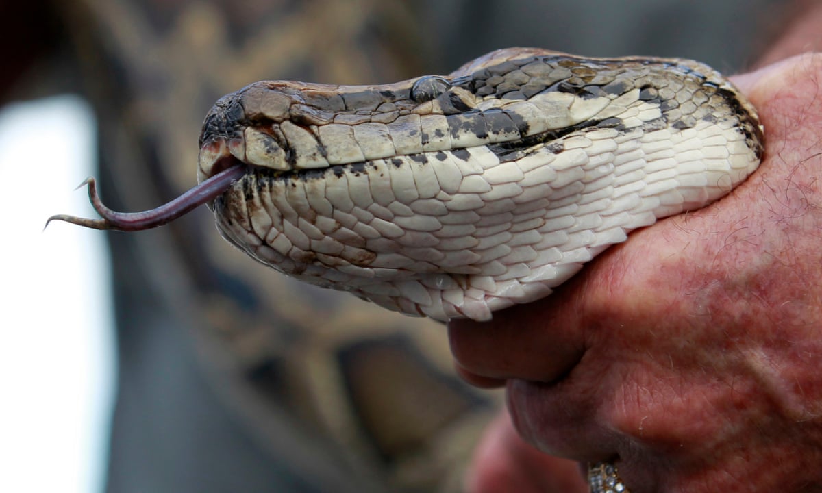 Super-Snake: Hybrid Pythons Could Pose New Threat To Florida Everglades |  Florida | The Guardian