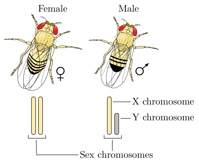 Xy Sex-Determination System - Wikipedia