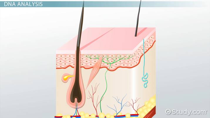 Microscopic Hair Analysis | Types & Forensics - Video & Lesson Transcript |  Study.Com