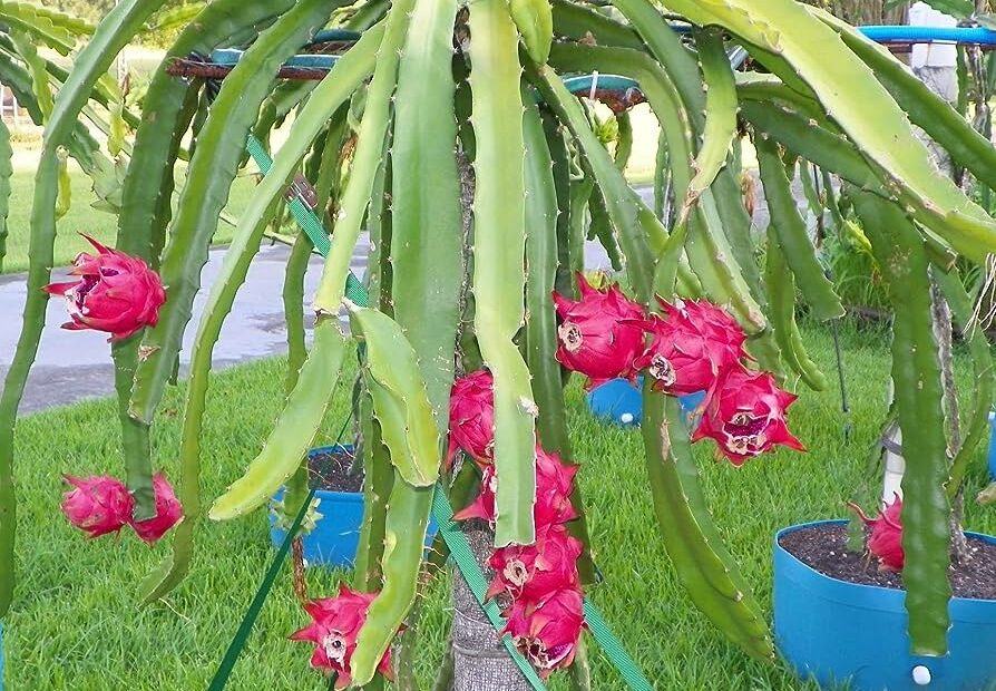 Amazon.Com : Dragon Fruit Tree - Live Plant In A 4 Inch Pot - Hylocereous  Undatus - Edible Tropical Fruit Plant From Florida : Patio, Lawn & Garden