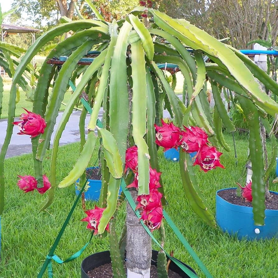 Amazon.Com : Dragon Fruit Tree - Live Plant In A 4 Inch Pot - Hylocereous  Undatus - Edible Tropical Fruit Plant From Florida : Patio, Lawn & Garden