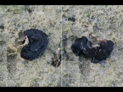 Video Of Marine Flatworm Taking Over Crab Goes Viral, Internet Says Eek! -  Times Of India