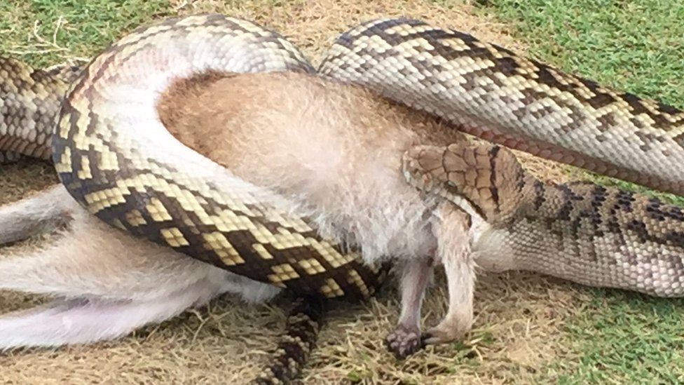 How A Giant Python Swallowed An Indonesian Woman - Bbc News