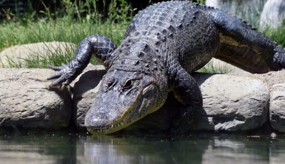 Can Crocodiles And Alligators Mate? - Az Animals