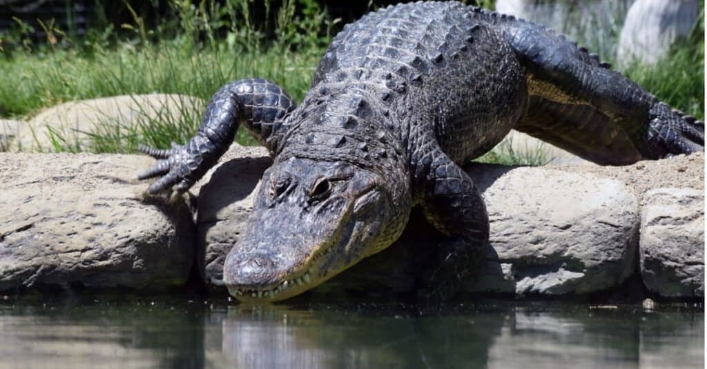 Can Crocodiles And Alligators Mate? - Az Animals