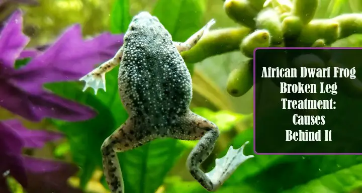 African Dwarf Frog Broken Leg Treatment: 6 Causes Behind It