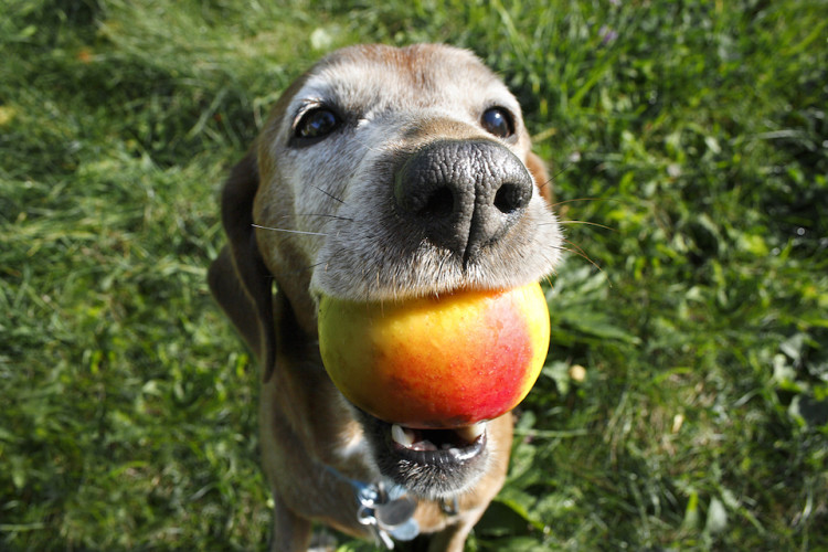 Can Dogs Eat Peaches? Here'S Everything You Need To Know | Pawlicy Advisor