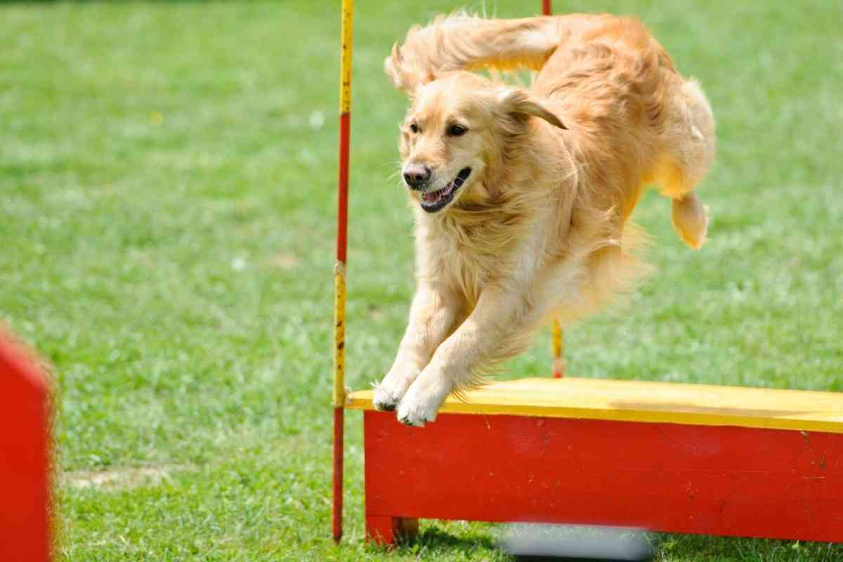 Can Golden Retrievers Jump Fences? - Retriever Advice - Golden Retrievers, Labrador  Retrievers, Chesapeake Bay Retriever, Flat-Coated Retriever, Curly-Coated  Retriever, Nova Scotia Duck Tolling Retriever