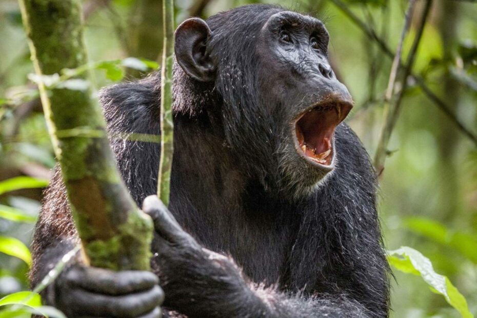 Chimpanzee - Intelligence, Tool Use, Social Behavior | Britannica