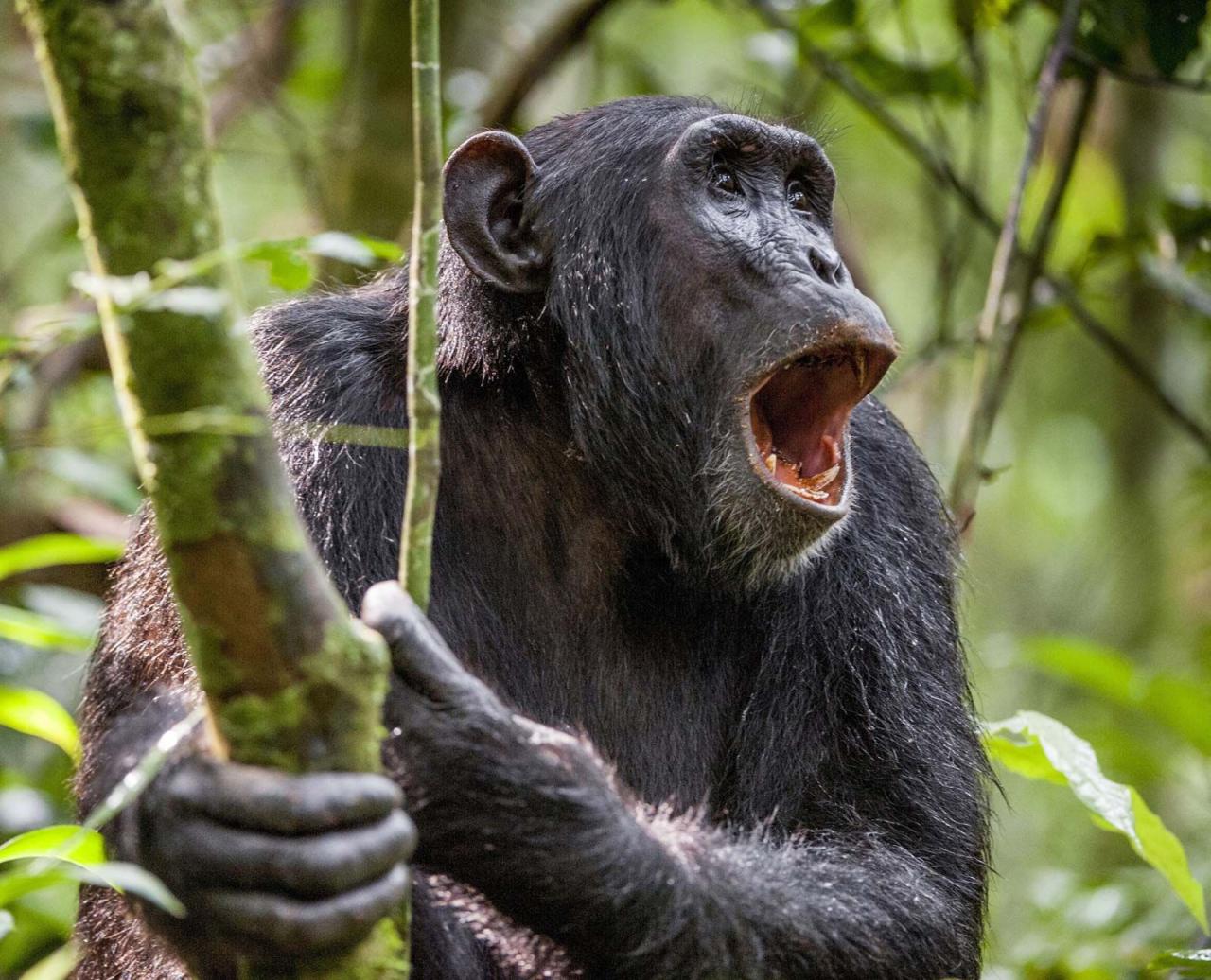 Chimpanzee - Intelligence, Tool Use, Social Behavior | Britannica