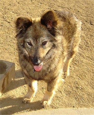 Coydog Information And Pictures