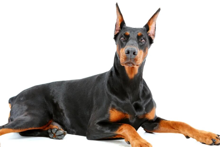 Doberman Pinscher Dog Breed Information & Characteristics