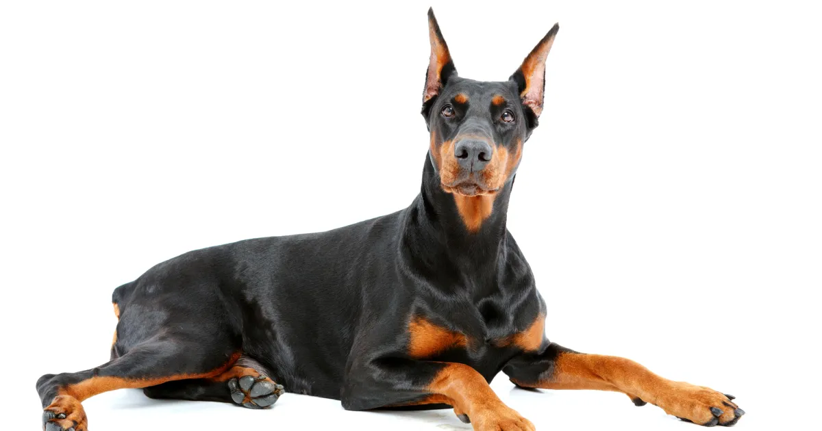 Doberman Pinscher Dog Breed Information & Characteristics