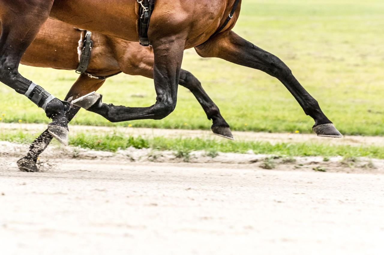 Leg Injuries In Horses