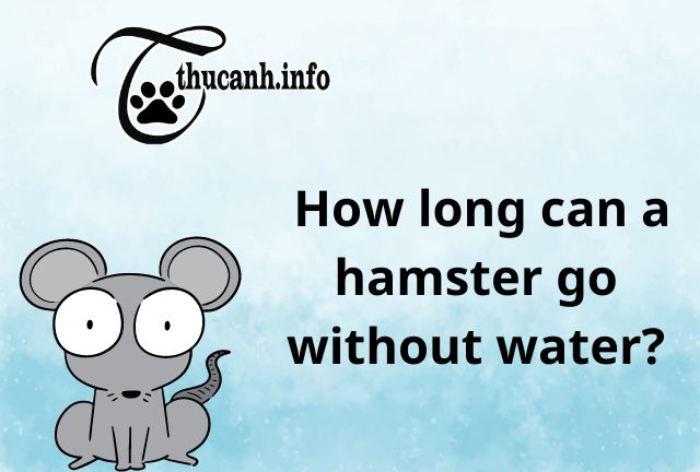 How Long Can A Hamsters Go Without Water| Waterless Timeline