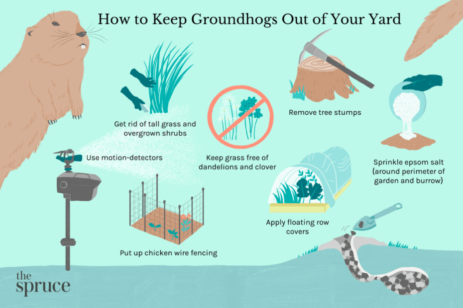 8 Ideas For How To Get Rid Of Groundhogs