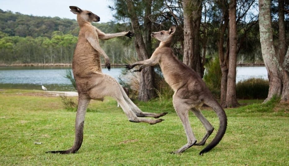 Pet Kangaroos: Is It Legal & Is It A Good Idea? - Az Animals