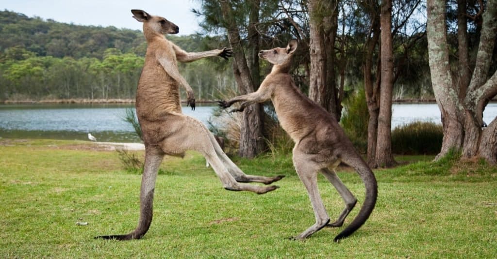 Pet Kangaroos: Is It Legal & Is It A Good Idea? - Az Animals