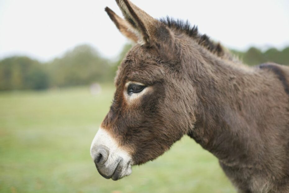 Facts About Donkeys | Live Science