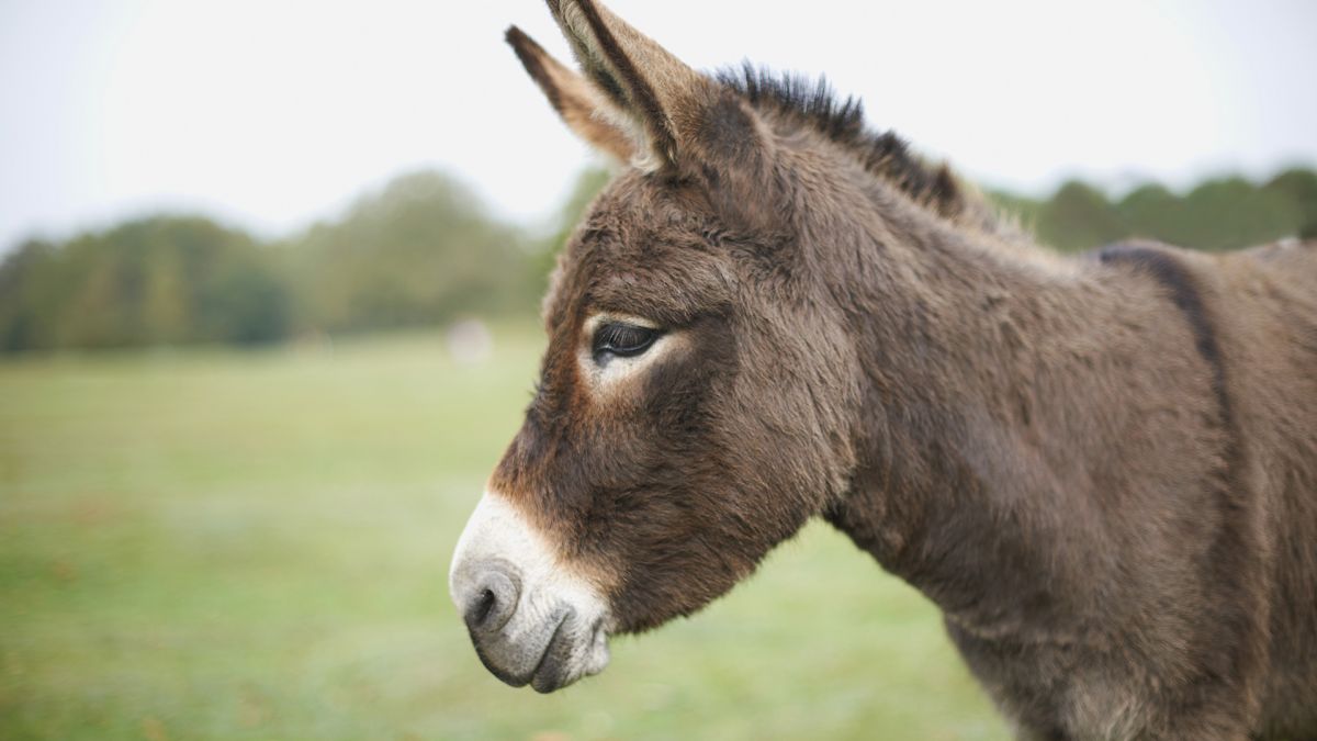 Facts About Donkeys | Live Science