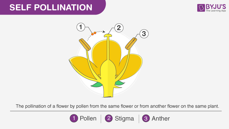 Pollination, Its Types And Comparisons Between Self And Cross Pollination