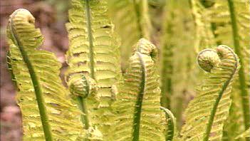 Fern | Description, Features, Evolution, & Taxonomy | Britannica