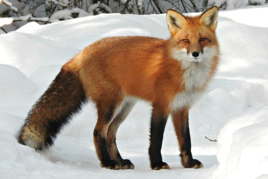 Red Fox - Wikipedia