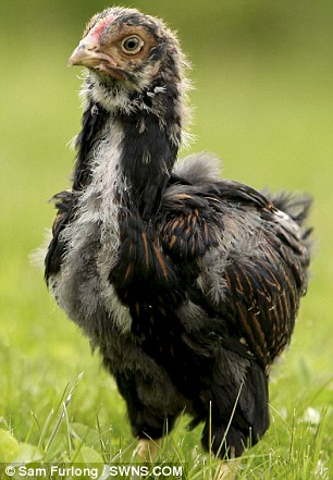 Hatch Of The Day: Rare Chicken-Guinea Fowl Hybrid Has Four Wings | Daily  Mail Online