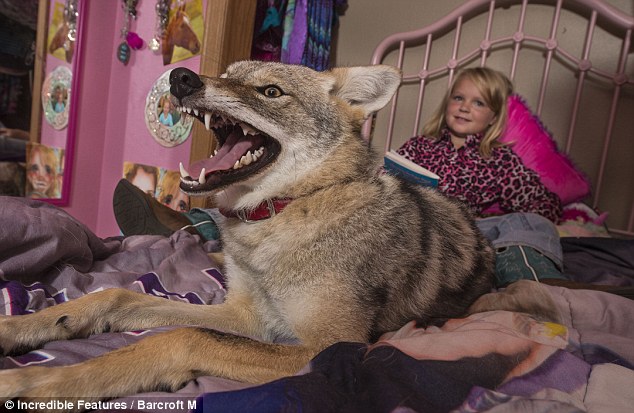 The Eight-Year-Old Wisconsin Girl Who Has A Pet Coyote Called Wiley | Daily  Mail Online